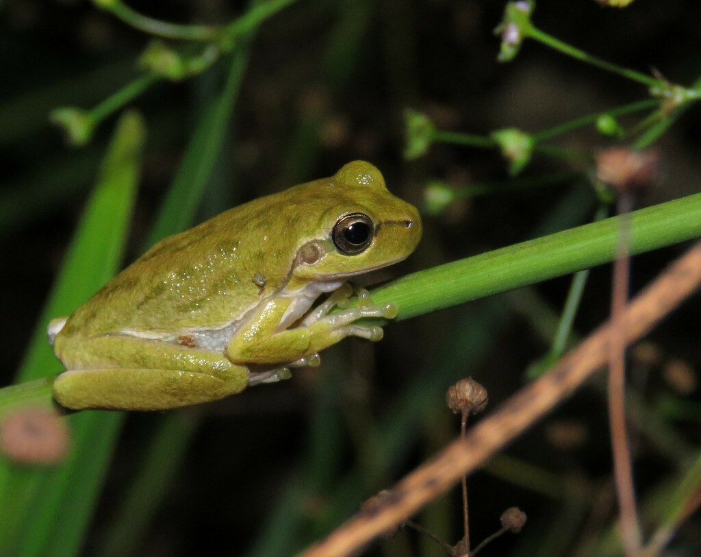 Tyrrhenian Tree Frog