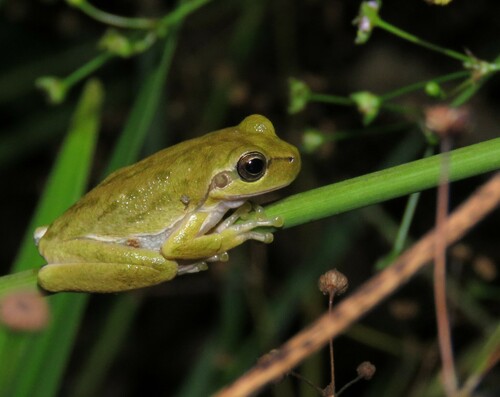 Sardinian Tree Frog