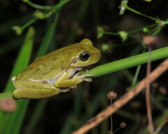 Tyrrhenian Tree Frog photo 1