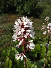 Boykinia richardsonii