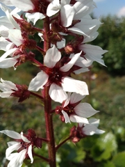 Boykinia richardsonii