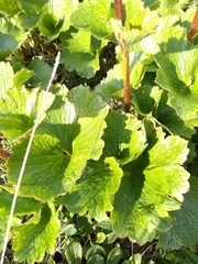 Boykinia richardsonii