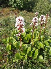 Boykinia richardsonii