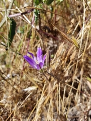 Brodiaea elegans elegans