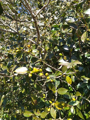 Image of Eugenia uruguayensis by no rights reserved