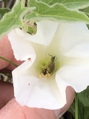 Calystegia macounii