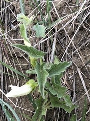 Calystegia macounii