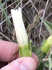 Calystegia macounii