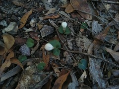 Corybas barbarae