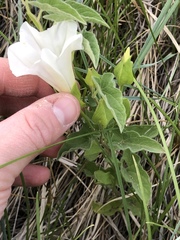 Calystegia macounii