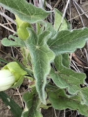 Calystegia macounii