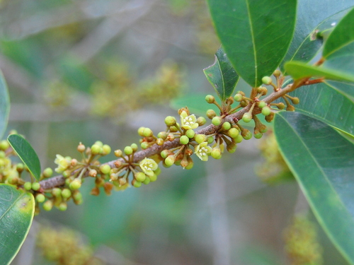 Chrysophyllum marginatum (Chrysophyllum marginatum)