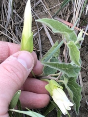Calystegia macounii