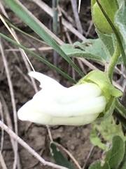 Calystegia macounii