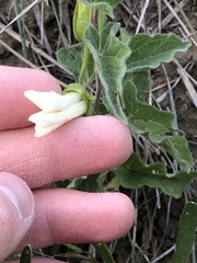 Calystegia macounii
