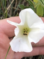 Calystegia macounii