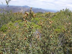 Ceanothus otayensis