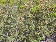 Ceanothus otayensis