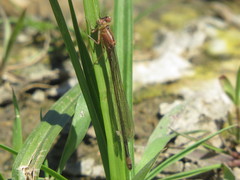 Ischnura cervula