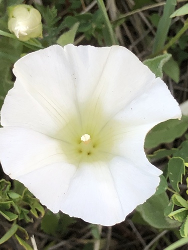 Macoun's false bindweed (Calystegia macounii)