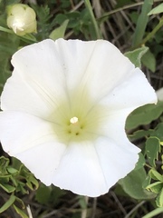Calystegia macounii