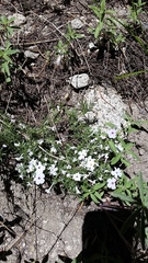 Phlox diffusa