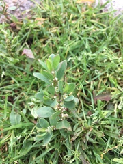 Polygonum oxyspermum