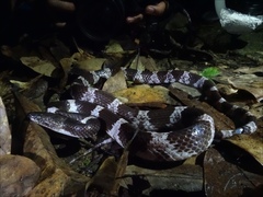 Lycodon futsingensis