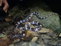 Lycodon futsingensis