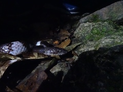 Lycodon futsingensis