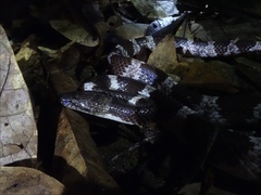 Lycodon futsingensis