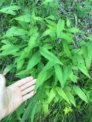 Dichanthelium latifolium