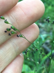 Dichanthelium latifolium