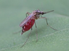 Aedes trivittatus