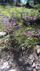 Penstemon gracilentus