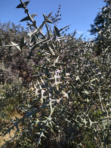Image of Colletia paradoxa by no rights reserved