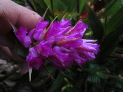 Elleanthus maculatus