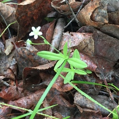 Moehringia lateriflora