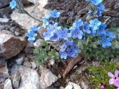 Eritrichium aretioides