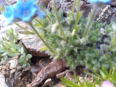 Eritrichium aretioides