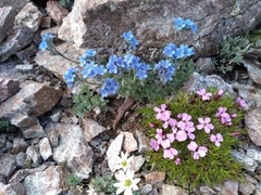 Eritrichium aretioides