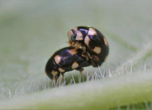 Ten-spotted Spurleg photographed in Nebraska