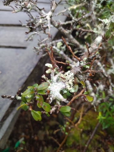 Erythroxylum microphyllum, photograph 2