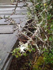 Carol Fontes, CC0, iNaturalist via GBIF Erythroxylum microphyllum, photograph Carol Fontes, CC0, iNaturalist via GBIF