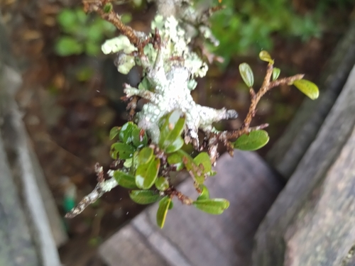 Erythroxylum microphyllum, photograph 4