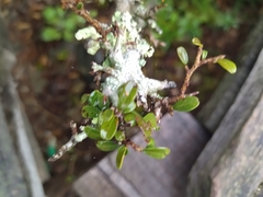 Carol Fontes, CC0, iNaturalist via GBIF Erythroxylum microphyllum, photograph Carol Fontes, CC0, iNaturalist via GBIF