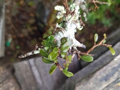 Carol Fontes, CC0, iNaturalist via GBIF Erythroxylum microphyllum, photograph Carol Fontes, CC0, iNaturalist via GBIF
