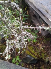 Erythroxylum microphyllum, photograph Carol Fontes, CC0, iNaturalist via GBIF