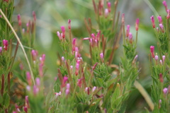 Epilobium ciliatum watsonii