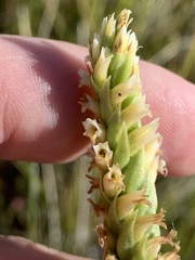 Spiranthes infernalis